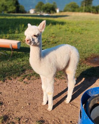 Alpaca