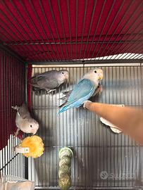 Inseparabili