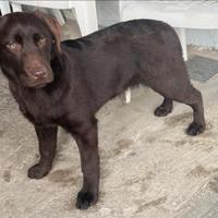 Labrador retriever puro chocolate