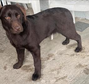 Labrador retriever puro chocolate