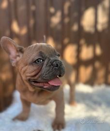 Bulldog francese blu