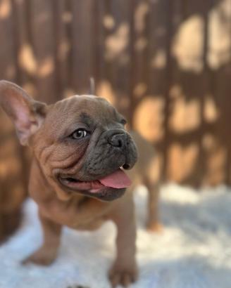 Bulldog francese blu