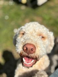 Lagotto romagnolo disponibile per monta