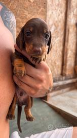 Cuccioli di bassotto tedesco kaninchen/nano