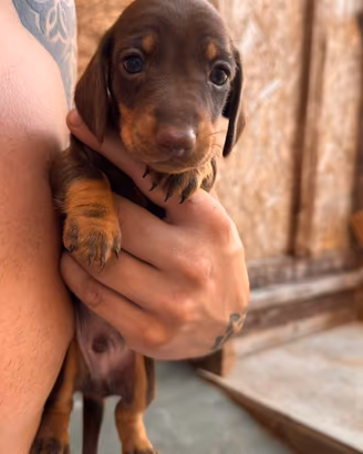 Cuccioli di bassotto tedesco kaninchen/nano