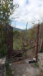 Terreno agricolo 500 metri quadri coltivato