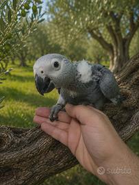 Pappagallo parlante cenerino baby addestrato