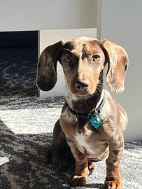 Monta bassotto arlecchino nano kaninchen