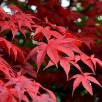 acer japonicum bloodgood