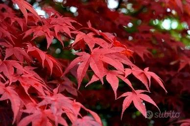 acer japonicum bloodgood
