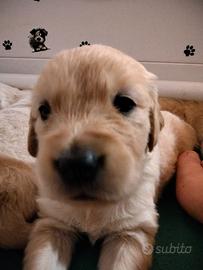 Golden retriever