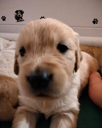 Golden retriever