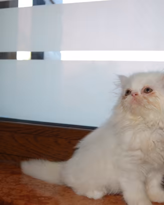 Gattini persiani
