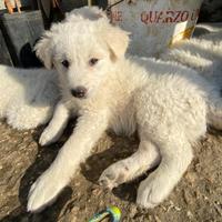 Cuccioli di pastore maremmano