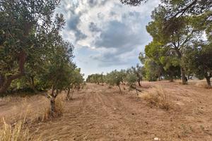 Terreno di 5.2 ettari Santa Chiara di Nardò 