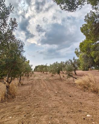 Terreno di 5.2 ettari Santa Chiara di Nardò 