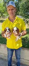 Cuccioli di Cavalier king