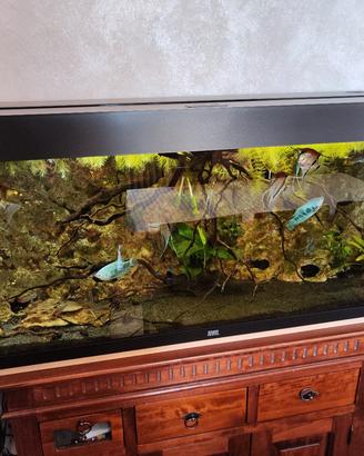 acquario juwel 240