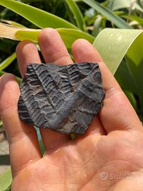 Fossile collezione