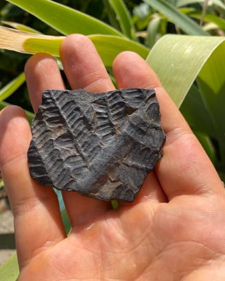 Fossile collezione