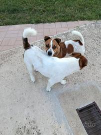 Jack russel