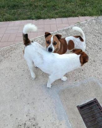 Jack russel