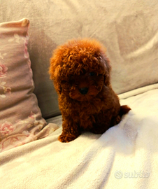 Barboncino mini toy rosso