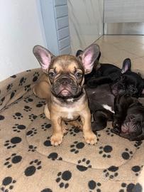 Maschio Bull dog francese
