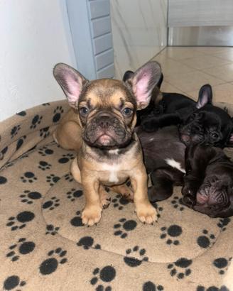 Maschio Bull dog francese