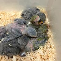 Inseparabili allevati a mano