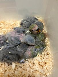 Inseparabili allevati a mano