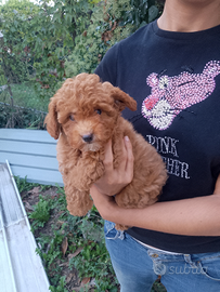 Barboncino nano rosso e un toy