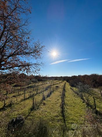 Vetralla Terreno agricolo 5000mq