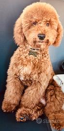 Cucciolo Maschio Barboncino Toy Red originale