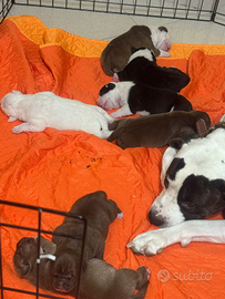 Cuccioli Pitbull