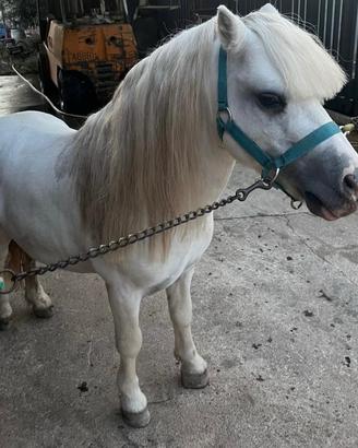 Pony