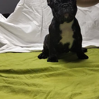Bulldog/Bouledogue francese