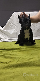 Bulldog/Bouledogue francese