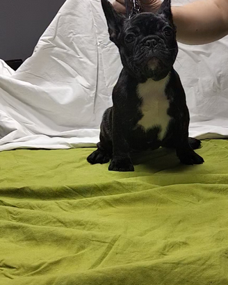 Bulldog/Bouledogue francese