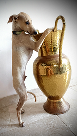 Cuccioli di piccolo levriero italiano