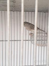 Canarini due femmine e un maschio