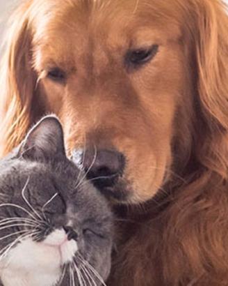 Custode per gatti e cani