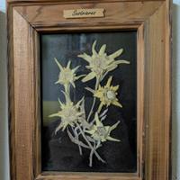 Quadretto stella alpina 