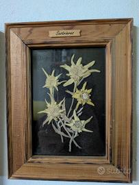 Quadretto stella alpina 