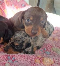 Cuccioli bassotti