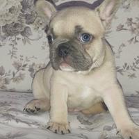 Bouldogue Francese Bulldog Francese