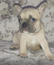 Bouldogue Francese Bulldog Francese