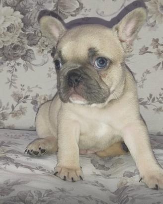 Bouldogue Francese Bulldog Francese