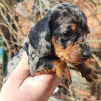 Bassotto Tedesco Cuccioli Arlecchino Silver