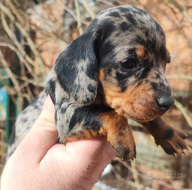 Bassotto Tedesco Cuccioli Arlecchino Silver